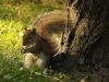 The Brown Squirrel