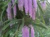 Foxtail Orchid