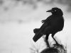 The Tainted Black Bird