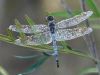 Teardrop Dragonflies