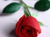 To my Rose