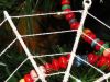 Spiders, Tinsel and Christmas Trees