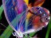 Delicate Butterfly...