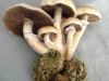 Magic mushrooms and weed
