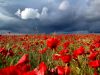 Upon The Poppy Field