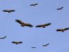 swooping vultures