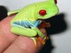 The Tree Frog and the Publisher