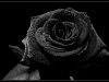 My Black Rose