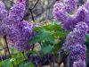 The lilacs act as if there were nothing