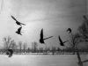 10th Testimony- "A Winter Tale of A Winter Bird"