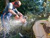 Reasons Why You Should Work with a Tree Surgeon