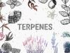 Terpenes Market by Size | Growth | Analysis | Trends and Forecast to 2027