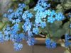 Brunnera Ambiguous