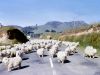 Sent -- Shepherds, Sheep, and Harvest!