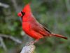 Red Bird