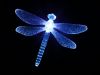Teardrop Dragonflies part in Happiness