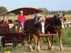 Hayride 