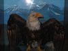 Peale's Eagle