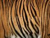 Stretch Marks (a tiger's stripes)