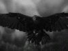 Shadow Of The Raven 