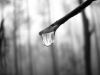 Dew Drops of Hope 
