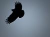 ~The Wings of a Crow~
