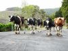 Cows In A Row