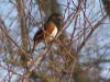 Towhee