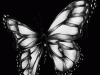 Immortal Butterfly