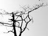  25-Baskets-