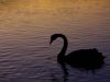 The Lone Swan