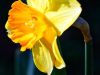 A Flock of Daffodils 