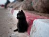 Little Kitty