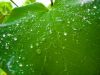 Rain on a grapevine leaf.