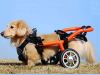 You Need A Adjustable Dog Wheelchair