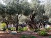 Remembrances from Gethsemane