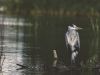 The Man Who Wanted to be a Heron