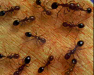 Ant Parade