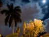 Night Cereus