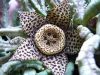 the stapelia star