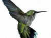 Shakespeare/Hummingbird