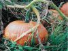 The Pumpkin Patch 
