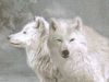 Werewolves In Love