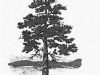 Lonely Pine Tree