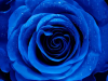 Blue Rose and Raven: Chapter Fifteen