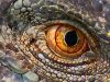 A Reptile's Eye