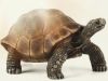 The teachings of a tortoise 