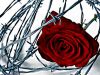 Barbed Wire Roses