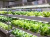 Global Japan Indoor Farming Market Size, Growth Trends & Forecast 2025&ndash;2034