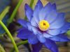 Blue Lotus 